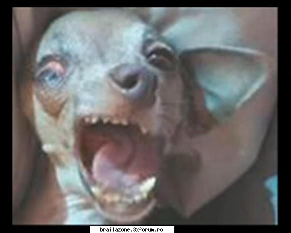 :)  =)  :d  =)  :) amazing creatures